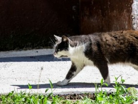 用“它们讨厌”的14便士小技巧阻止猫在你的花园里拉屎